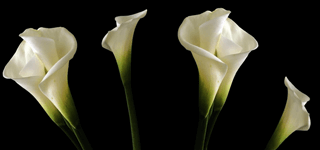 honouring a life